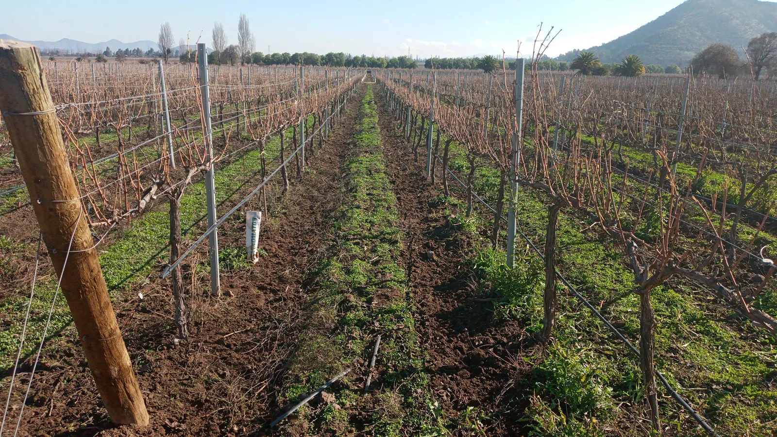 Trabajo de mecanización Agronexos en campo